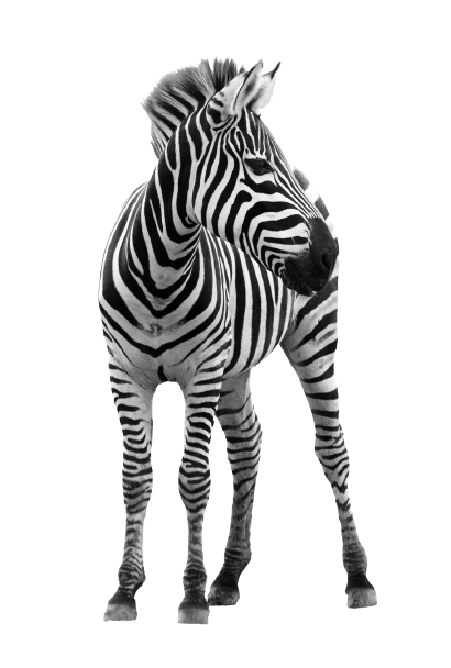 iStock_17913794_MEDIUM_zebra-removebg-preview-1