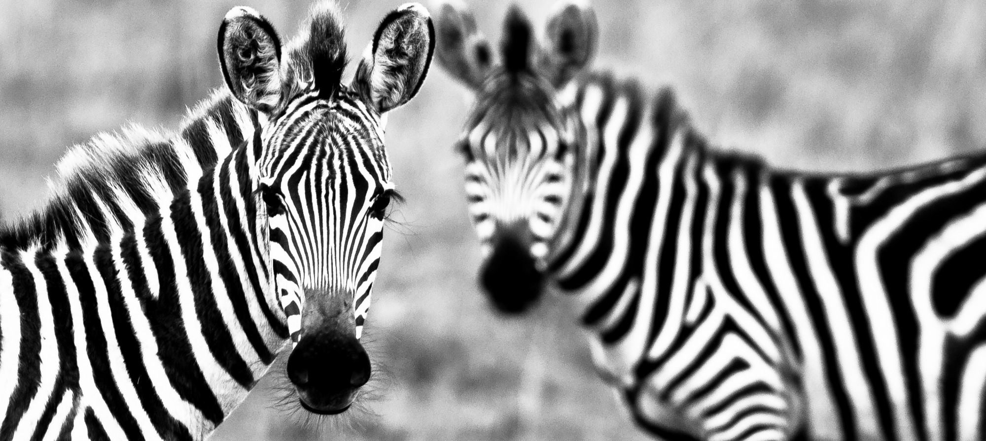 Two zebras